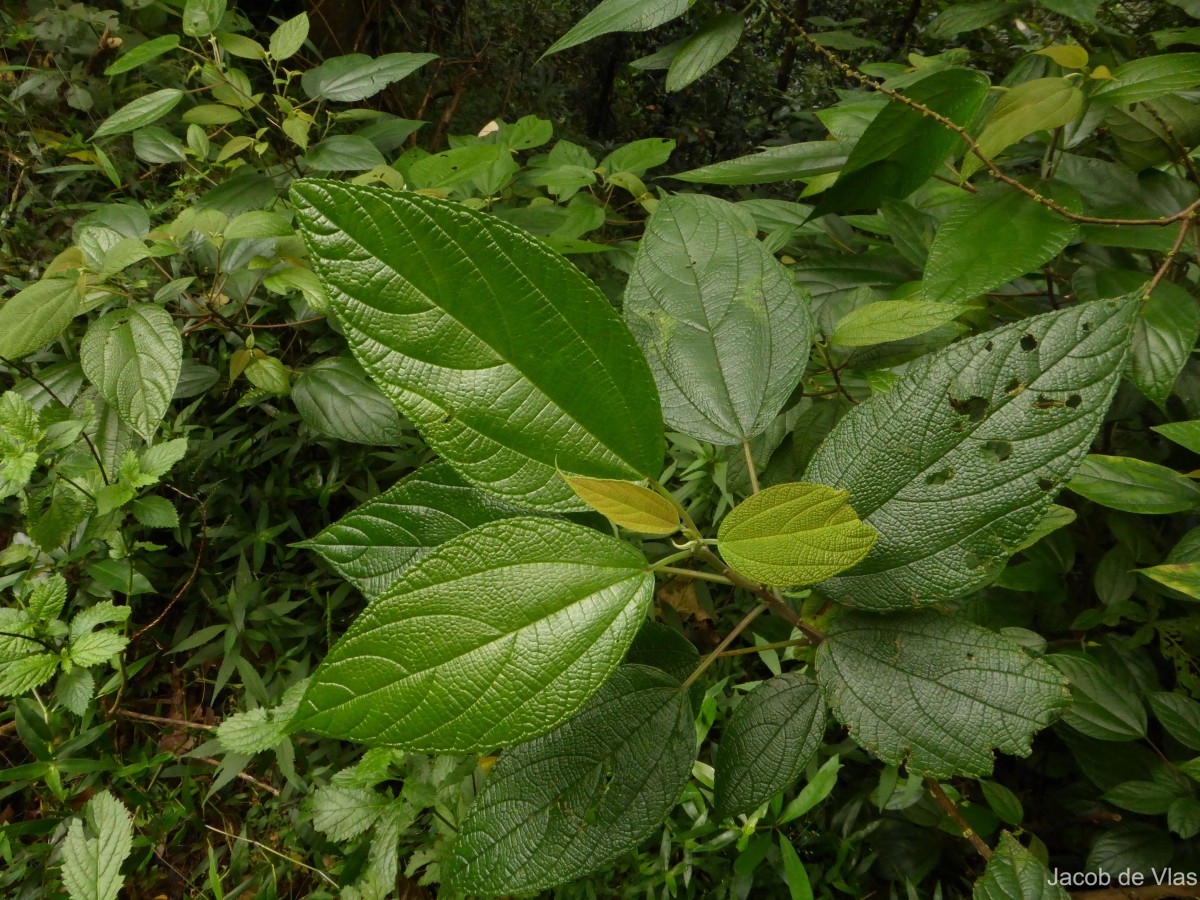 Boehmeria depauperata Wedd.